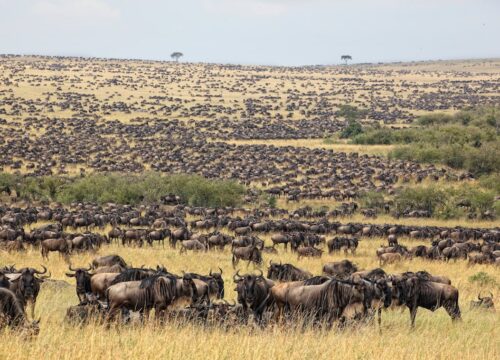 5 Days Wildebeest Migration Safari