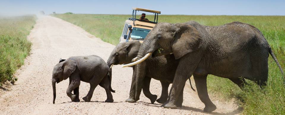 Unforgettable Game Drives