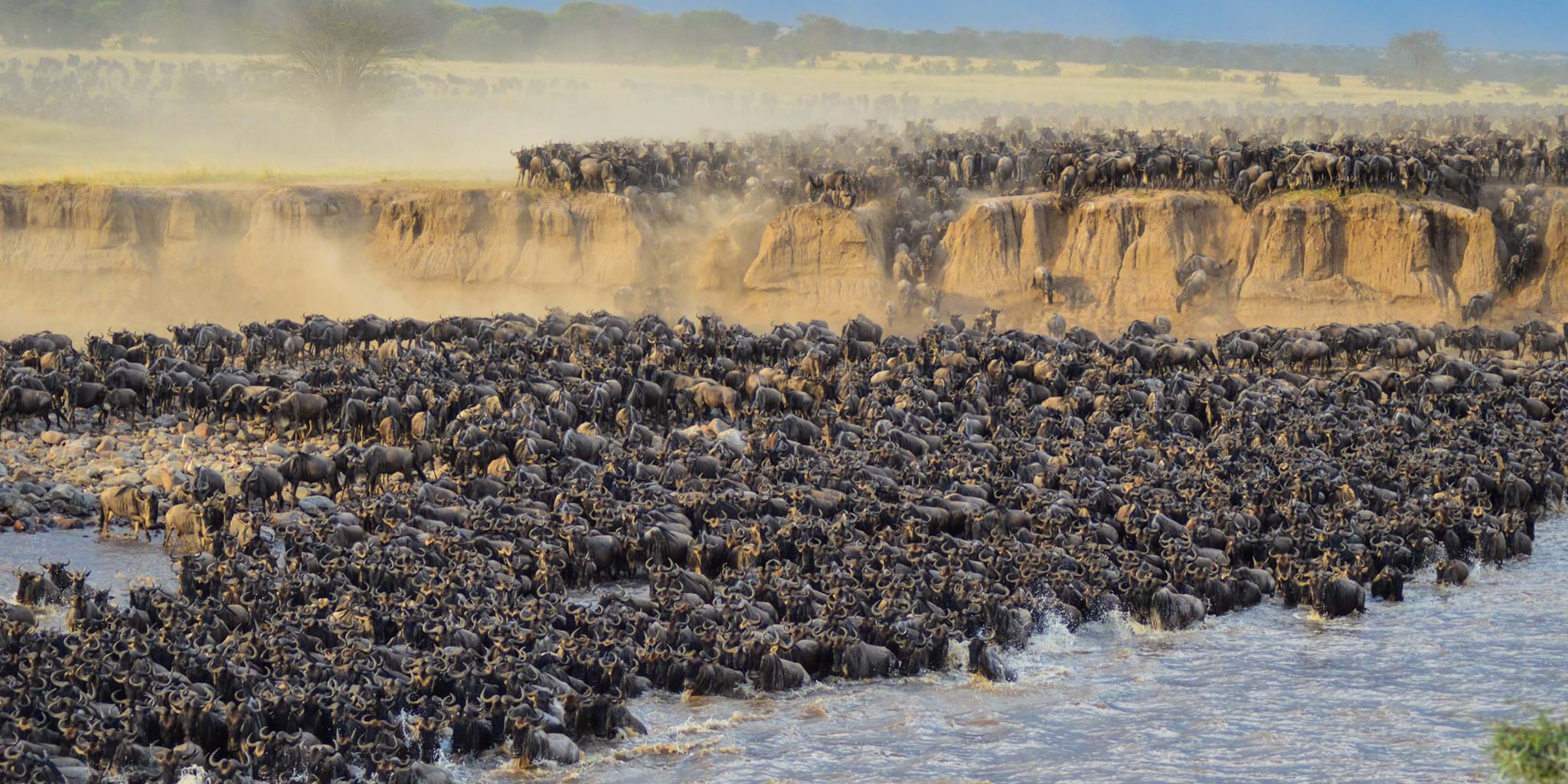 Witness the Great Migration