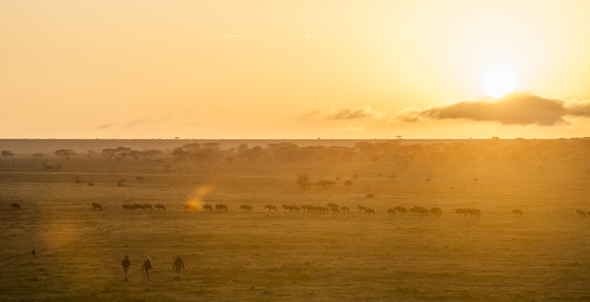 The Serengeti Plains