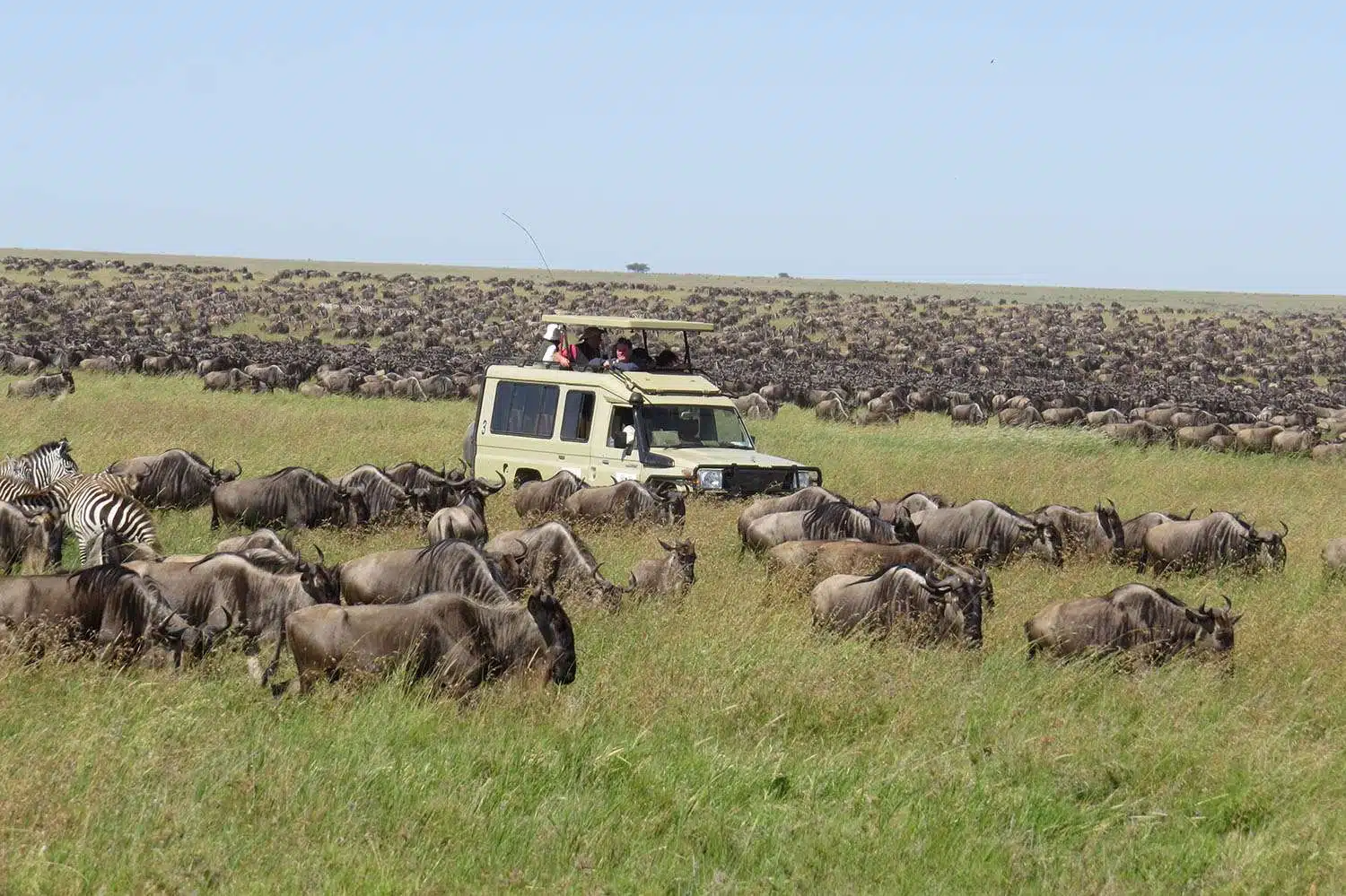 The Serengeti Plains